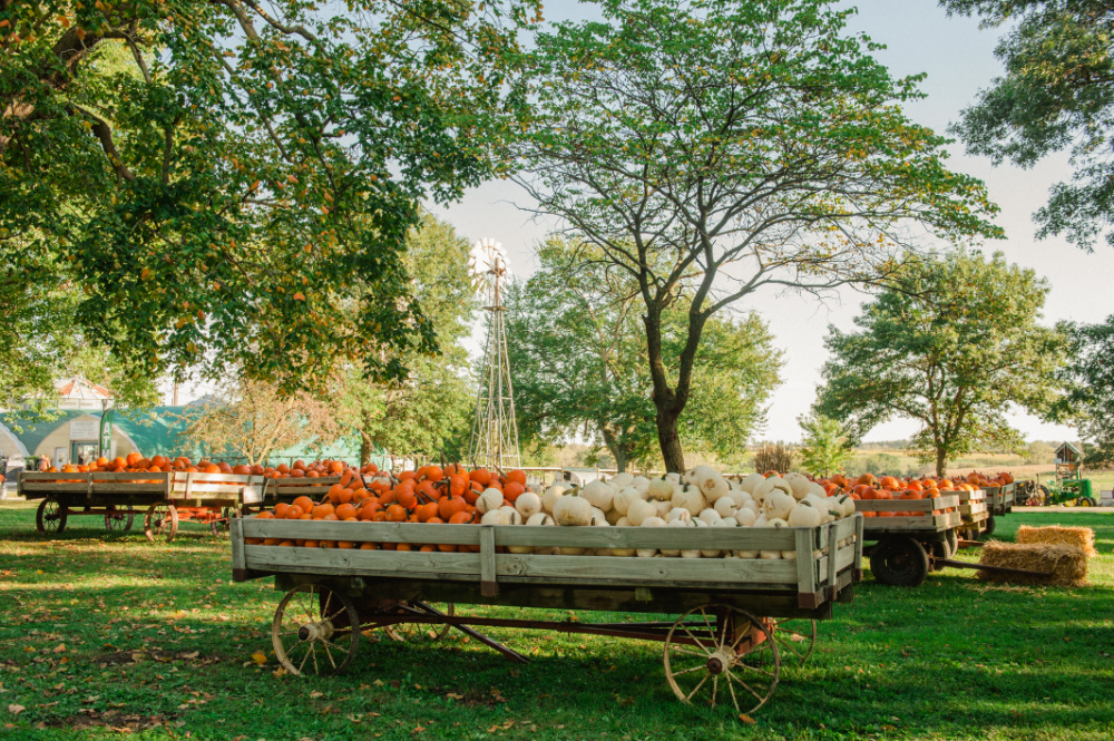 Howell’s Greenhouse & Pumpkin Patch Madison County, Iowa Chamber