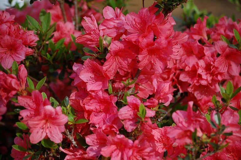 Toxic Plants for Dogs Poisonous Plants for Dogs