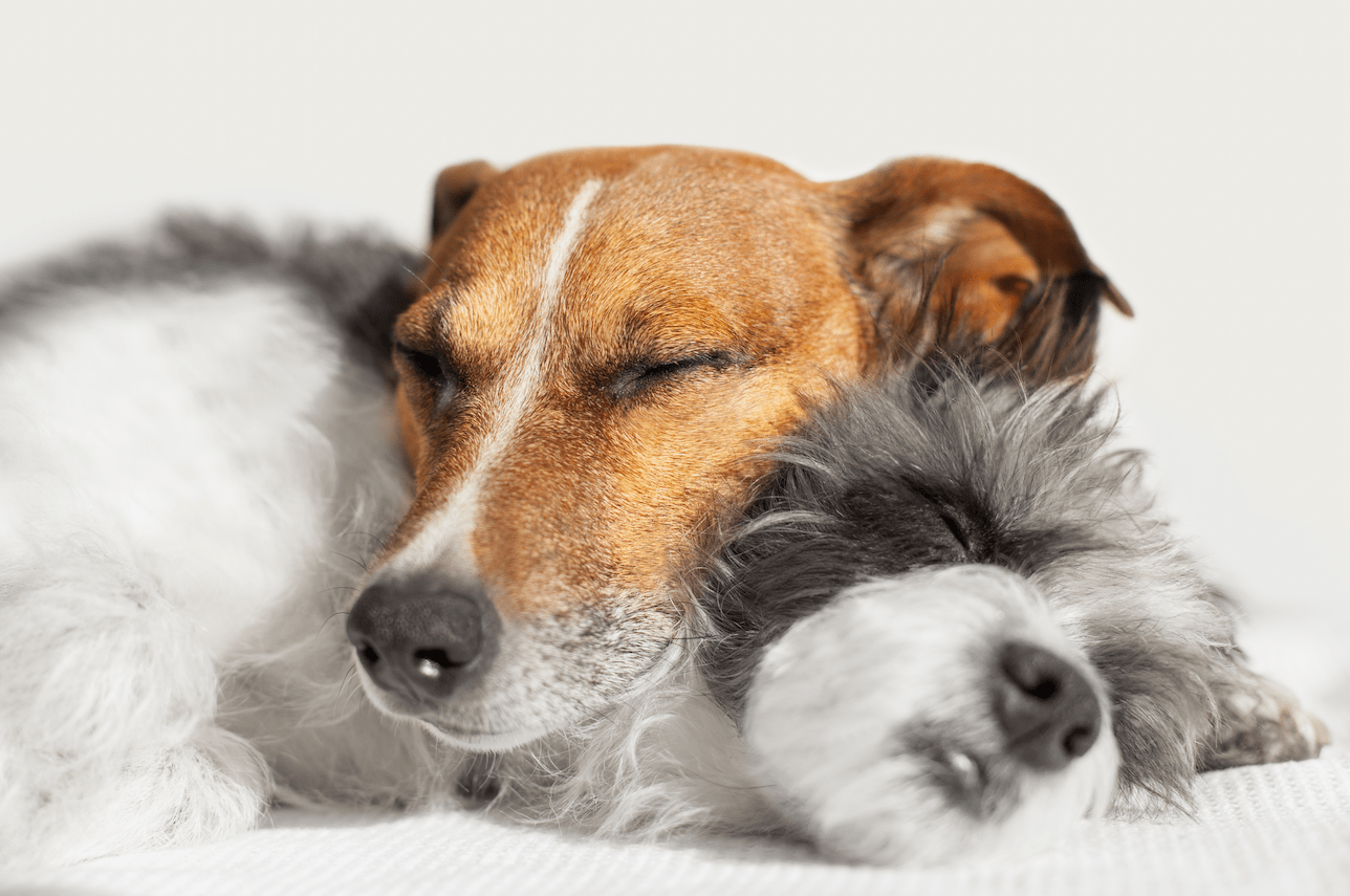 What Is The Best Way To Introduce Two Dogs