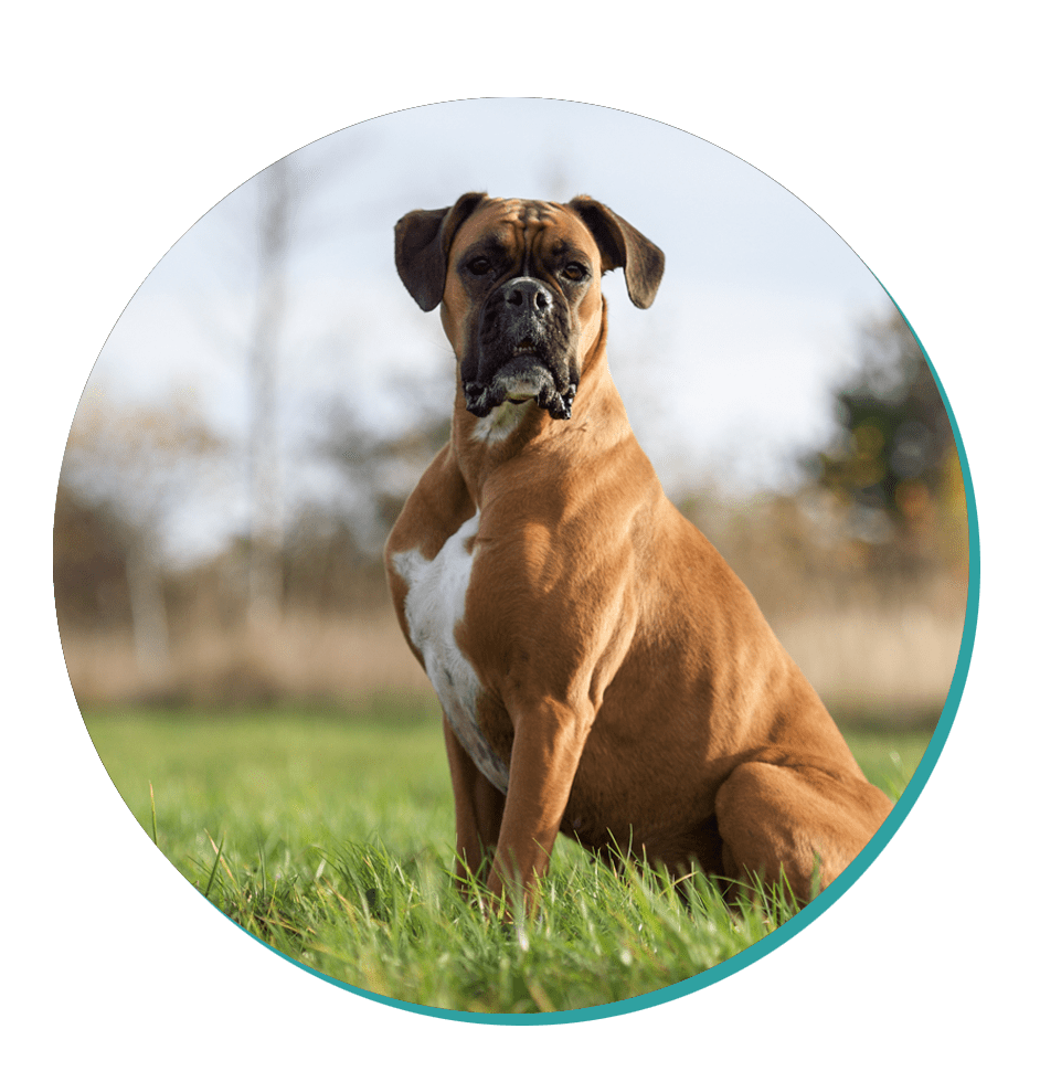 Boxer Dog Breeds Breed Information Mad Paws