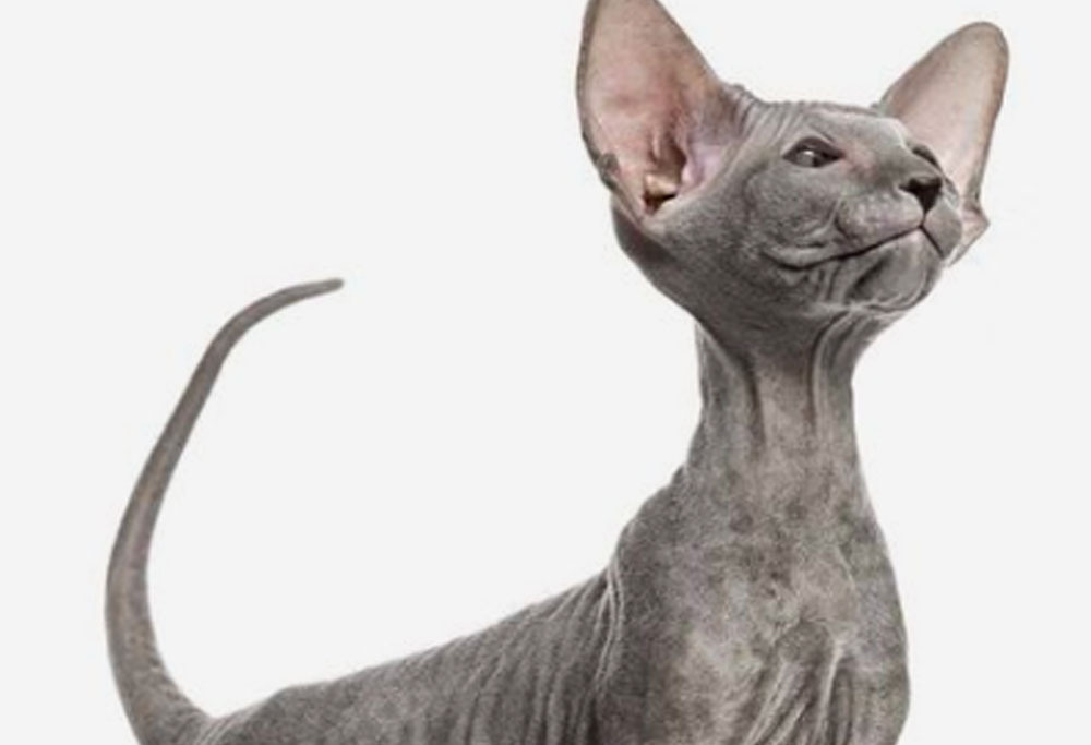 Peterbald Cat Breed Profile, Characteristics Care, 40 OFF