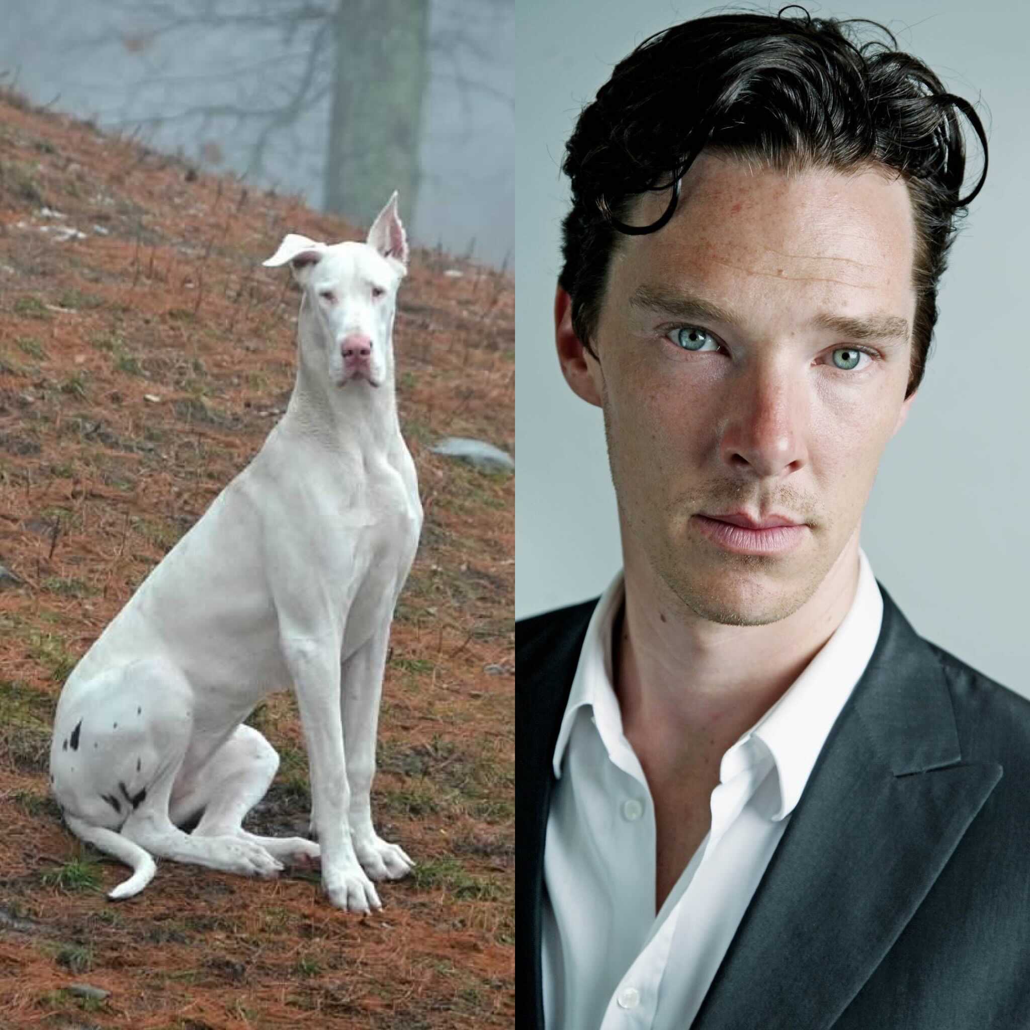 10 Dog Breeds that Look like Celebrities Breed Info Mad Paws