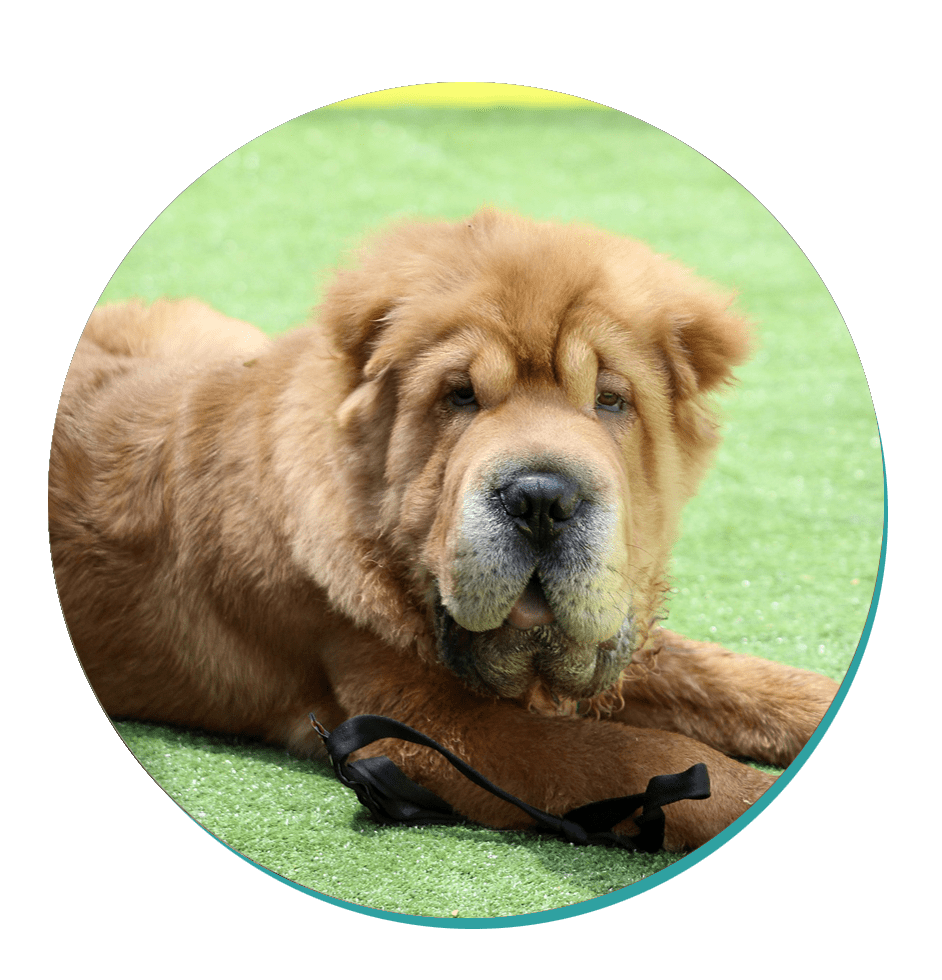 Shar Pei Dog Breeds Breed Information Mad Paws