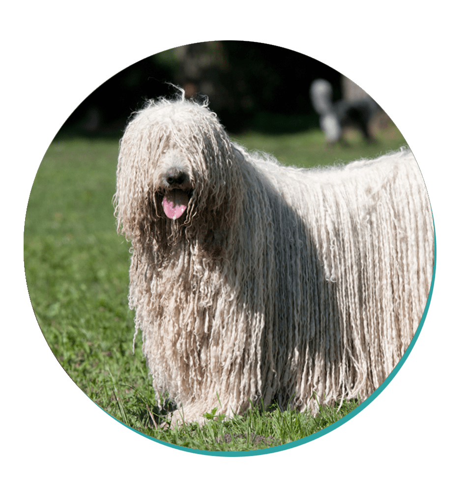 Komondor Dog Breeds Breed Information Mad Paws Blog