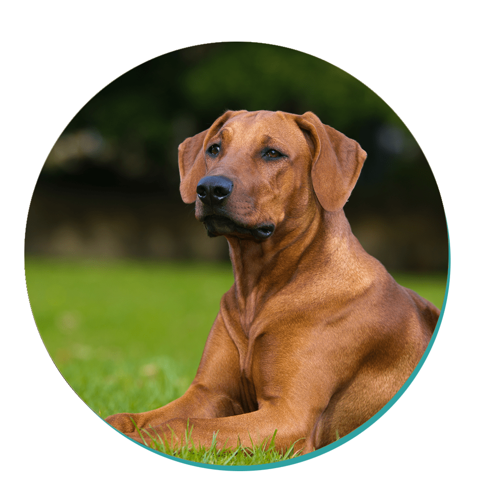 Rhodesian Ridgeback Dog Breeds Breed Information Mad Paws Blog