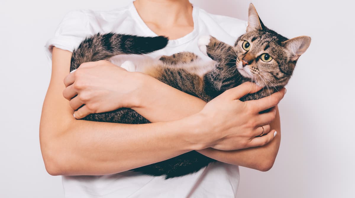 How do cats show affection