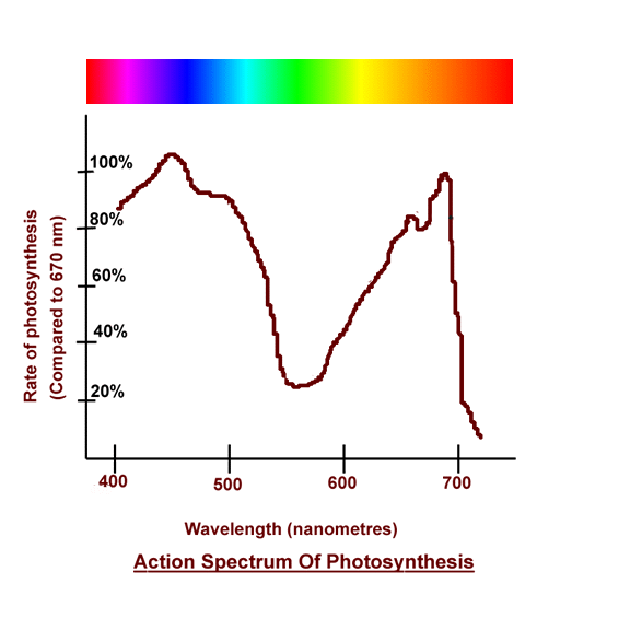 Re How is plant growth affected if placed in different types of light