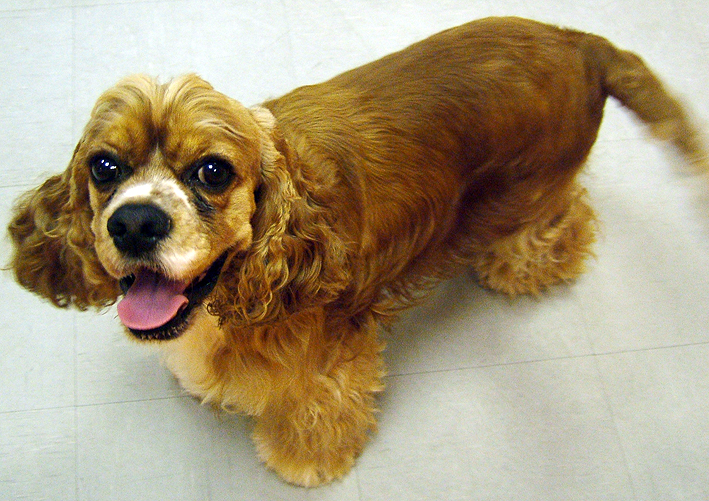 Cocker américain Maganimaux