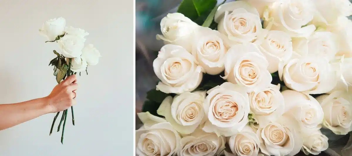 Les Significations Culturelles de la Rose Blanche Ma Gazette