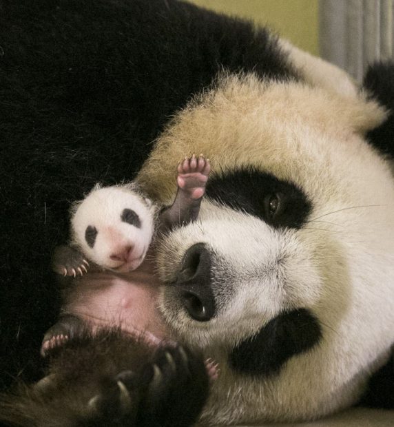 Zoo de Beauval le bébé panda a un mois Magcentre