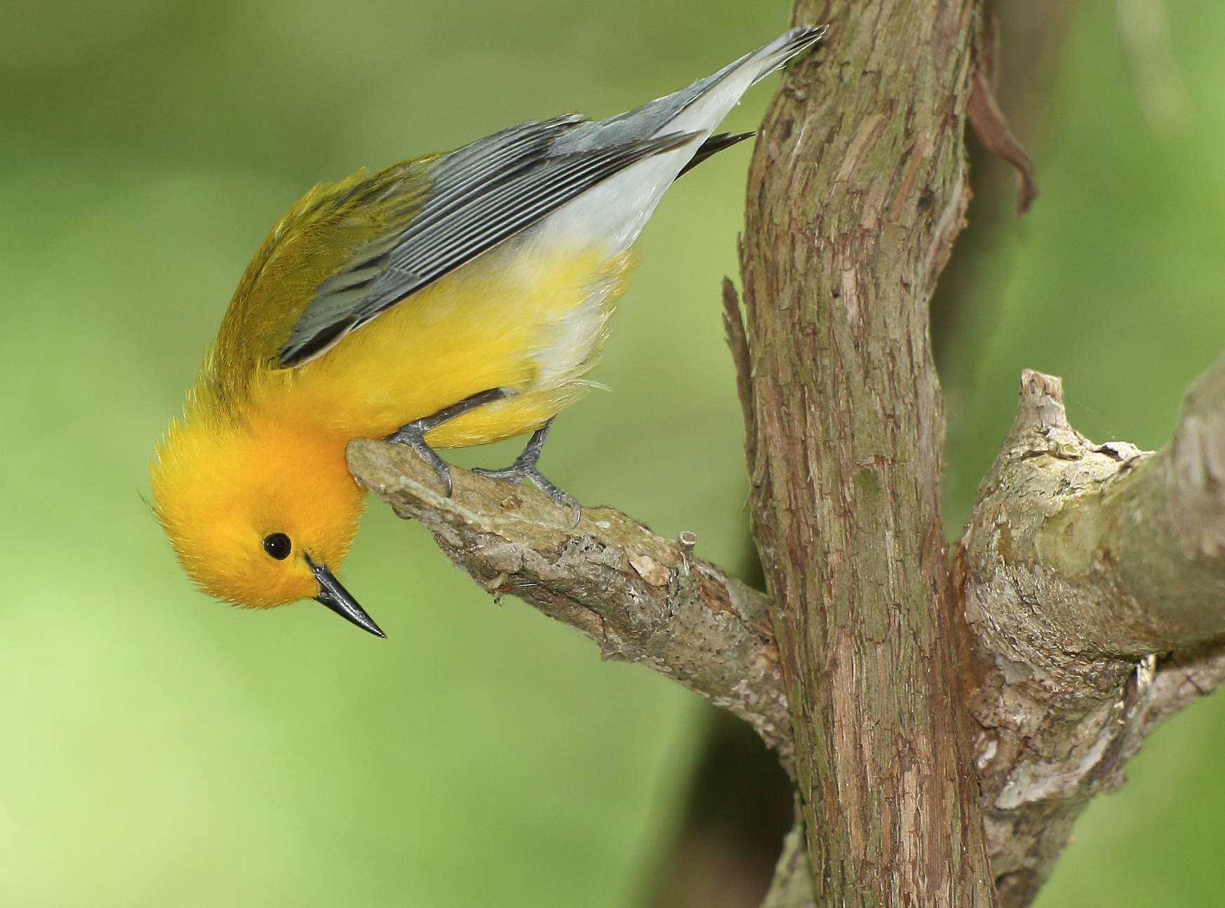 Magee Marsh Birding Festival 2023 Birding Magee Marsh