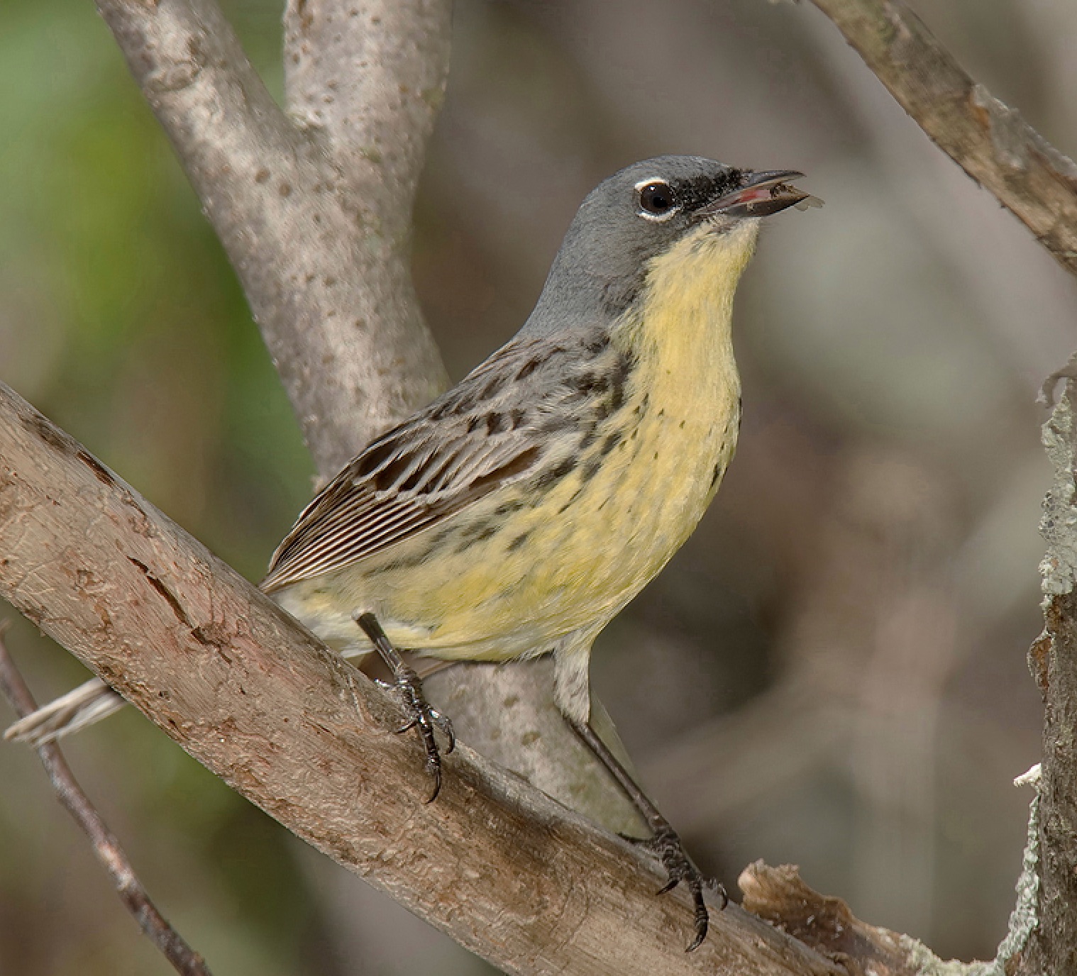 Magee Marsh Birding Festival 2023 Birding Magee Marsh