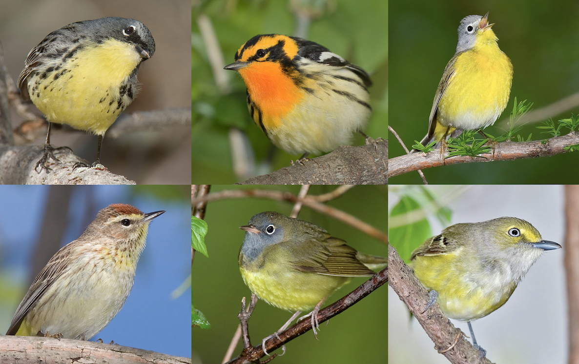 Magee Marsh Birding Festival 2023 Birding Magee Marsh