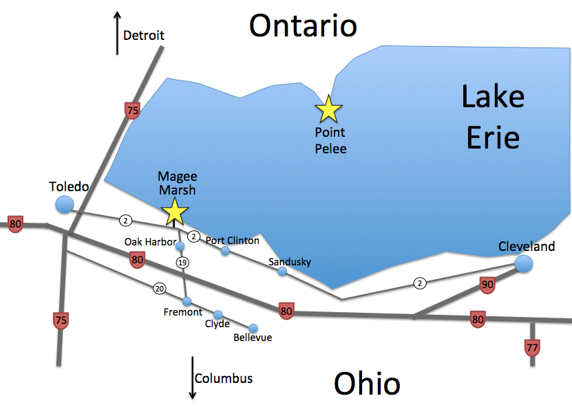 Magee Marsh Birding Festival 2023 Birding Magee Marsh