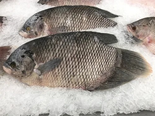 Rekomendasi Ikan yang Enak Dibakar untuk Acara Spesial di Rumah