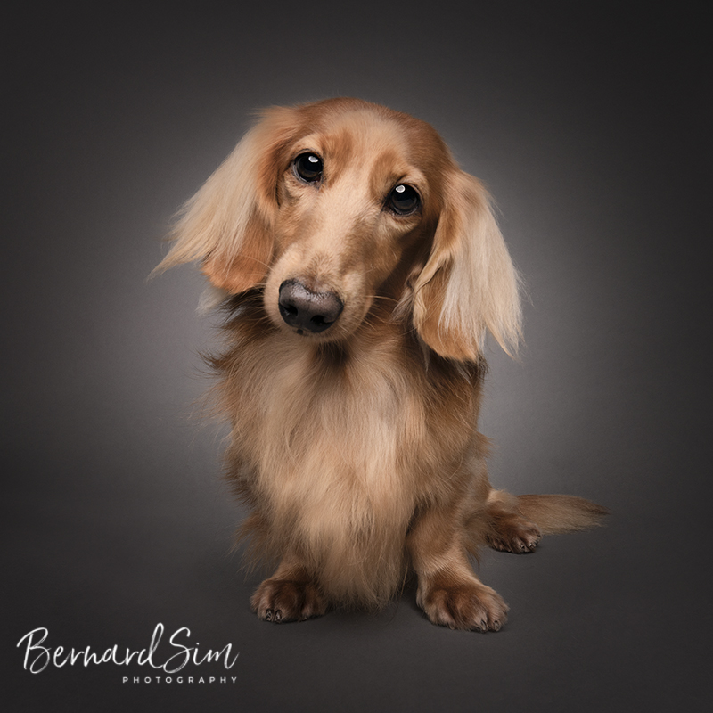 What Tricks Can You Teach A Dachshund