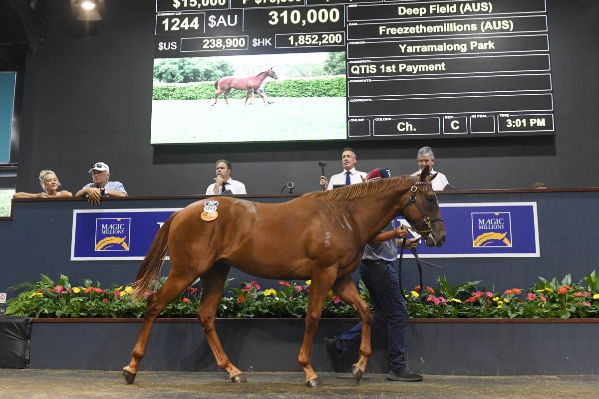 2021 Gold Coast Yearling Sale Magic Millions