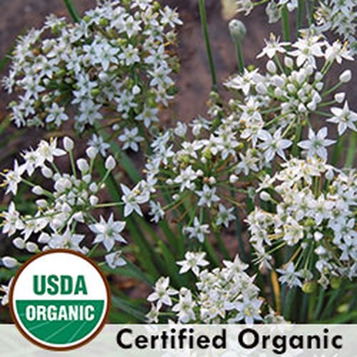 Garlic Chives Mag Lane Farms