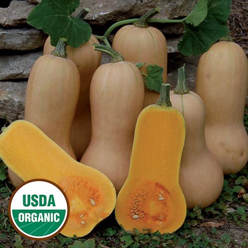 Waltham Butternut Squash Mag Lane Farms