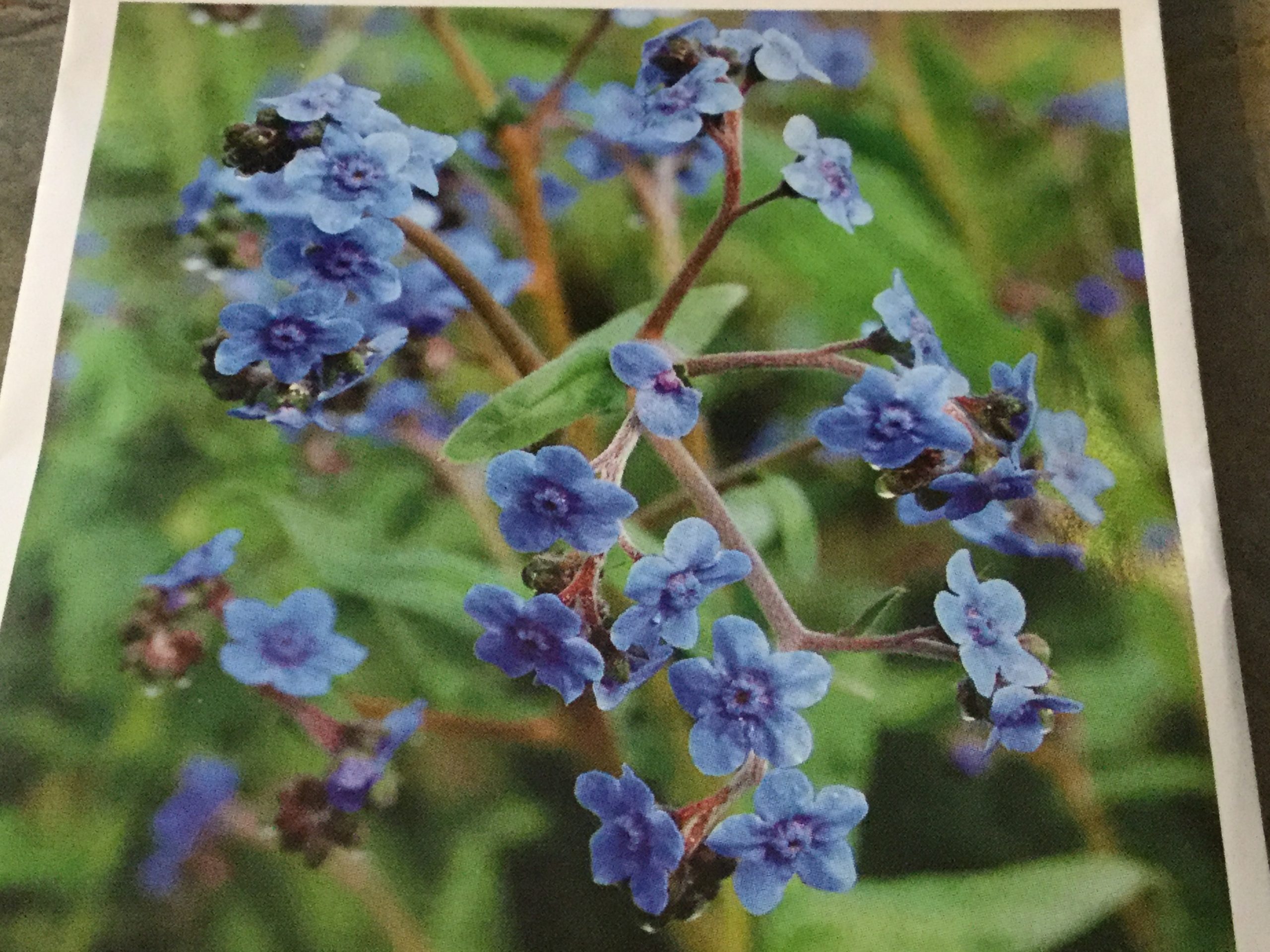 Firmament Mag Lane Farms