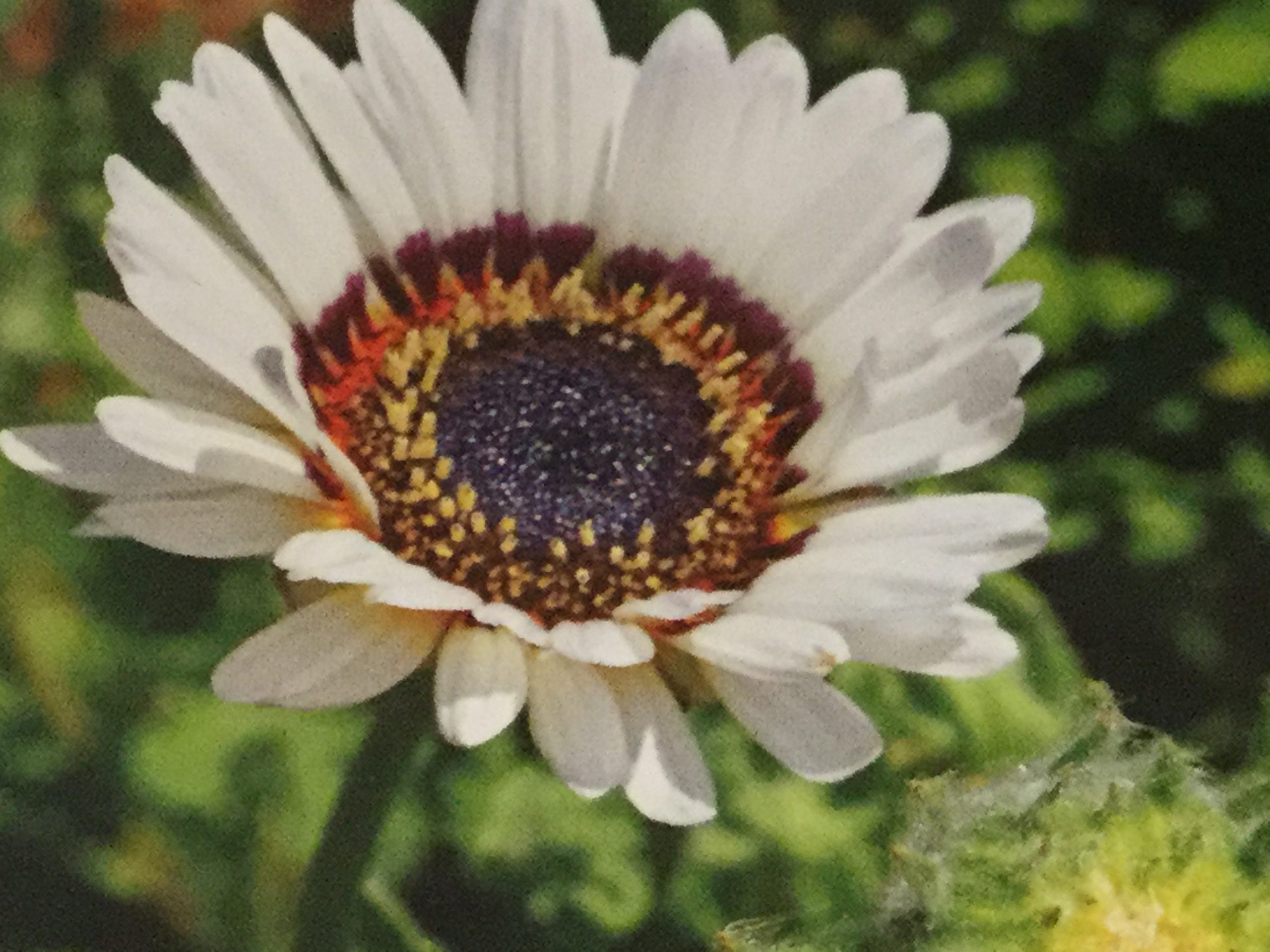 Zulu Prince Daisy Mag Lane Farms