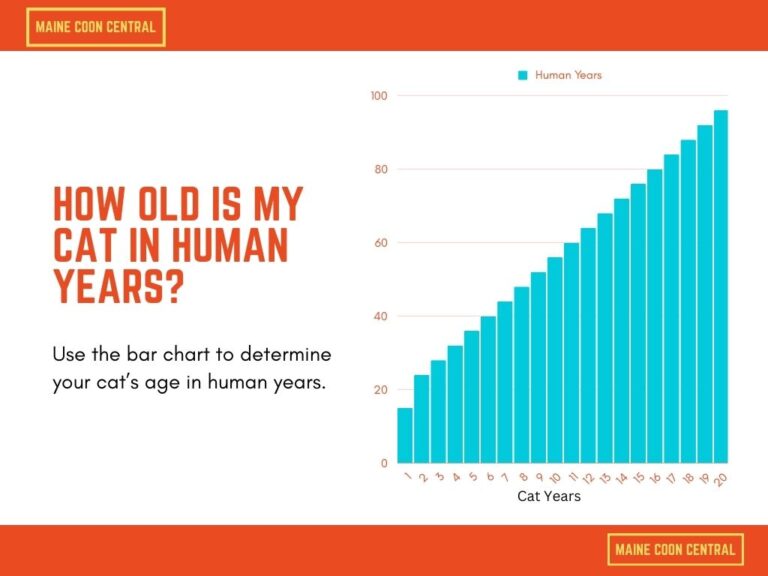 Cat Age Calculator Maine Coon Central