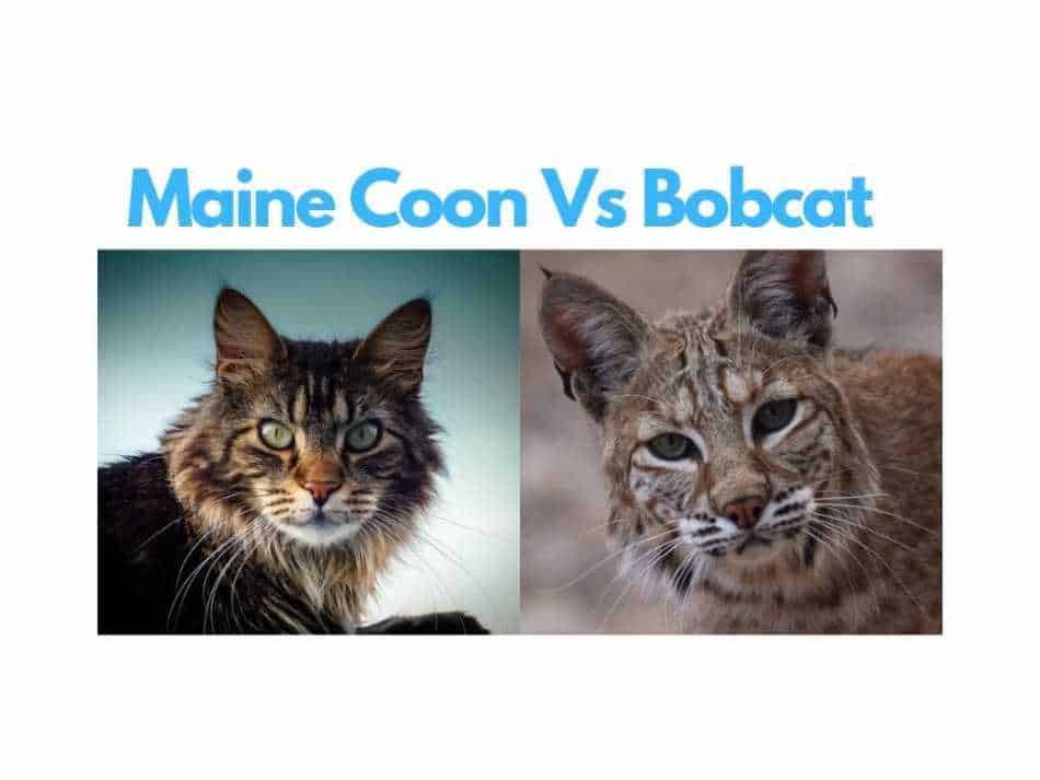 How To Train A Maine Coon Cat Maine Coon Central