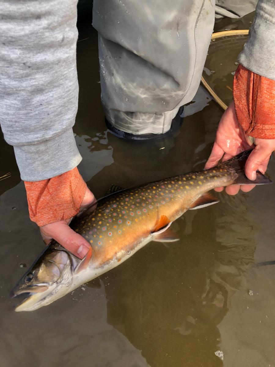 What is the best state to fish for brook trout? Fly Fishing Maine Fly Fish