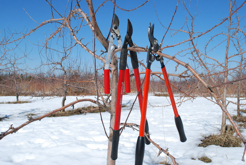 Mainely Apples Pruning