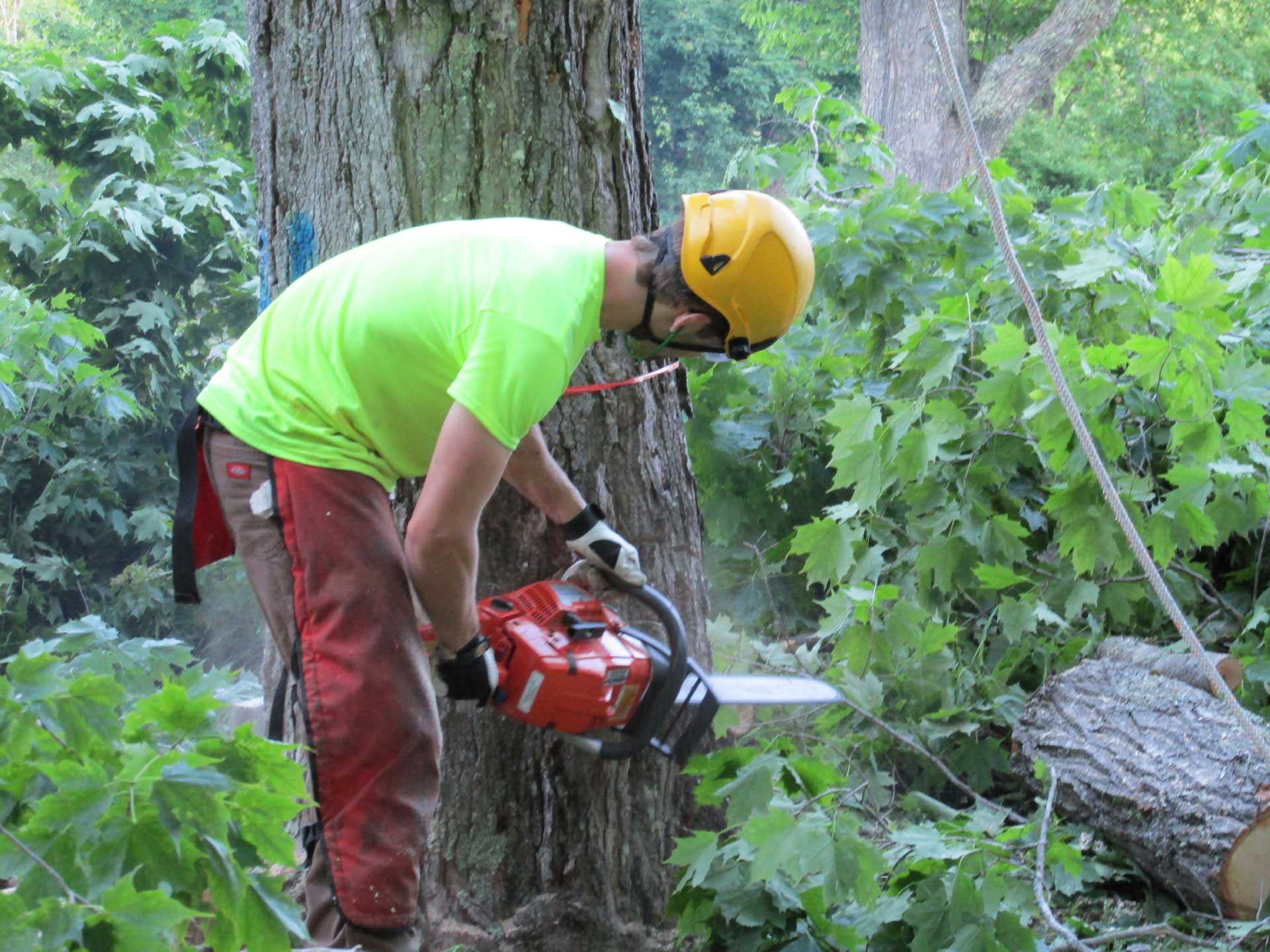 Arborist Services Bangor, Maine, Arborist Tree Consulting Company