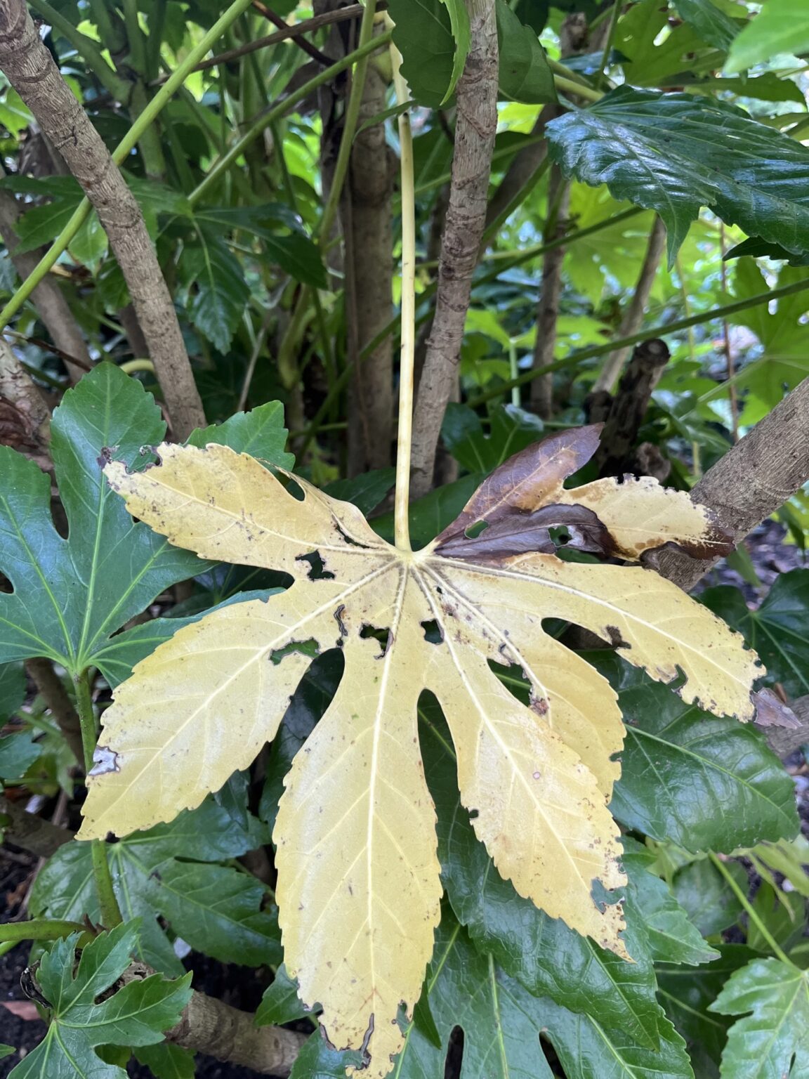 How to Prune Fatsia Japonica Timing and Techniques Maintain Your Garden