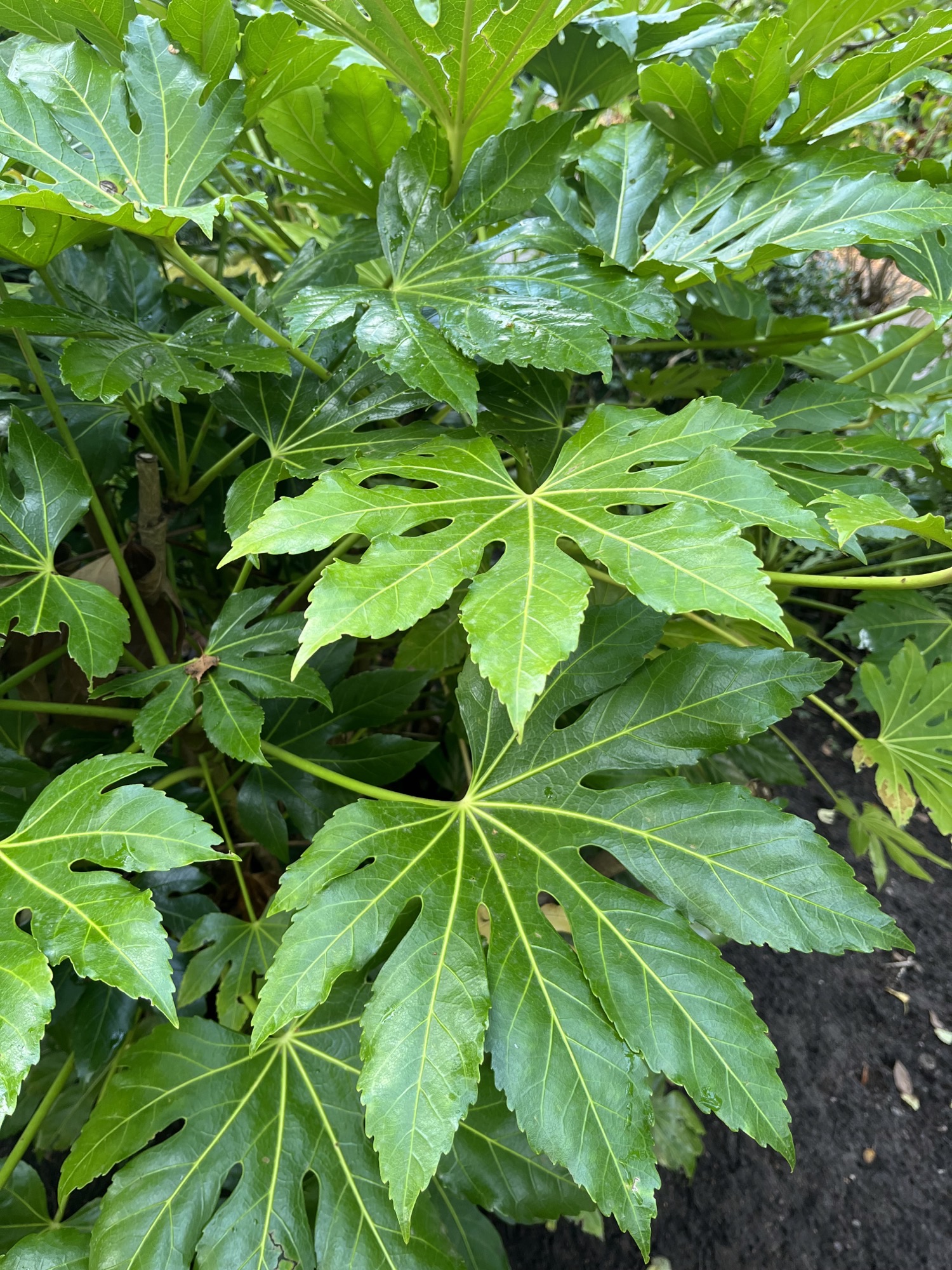 How to Prune Fatsia Japonica Timing and Techniques Maintain Your Garden