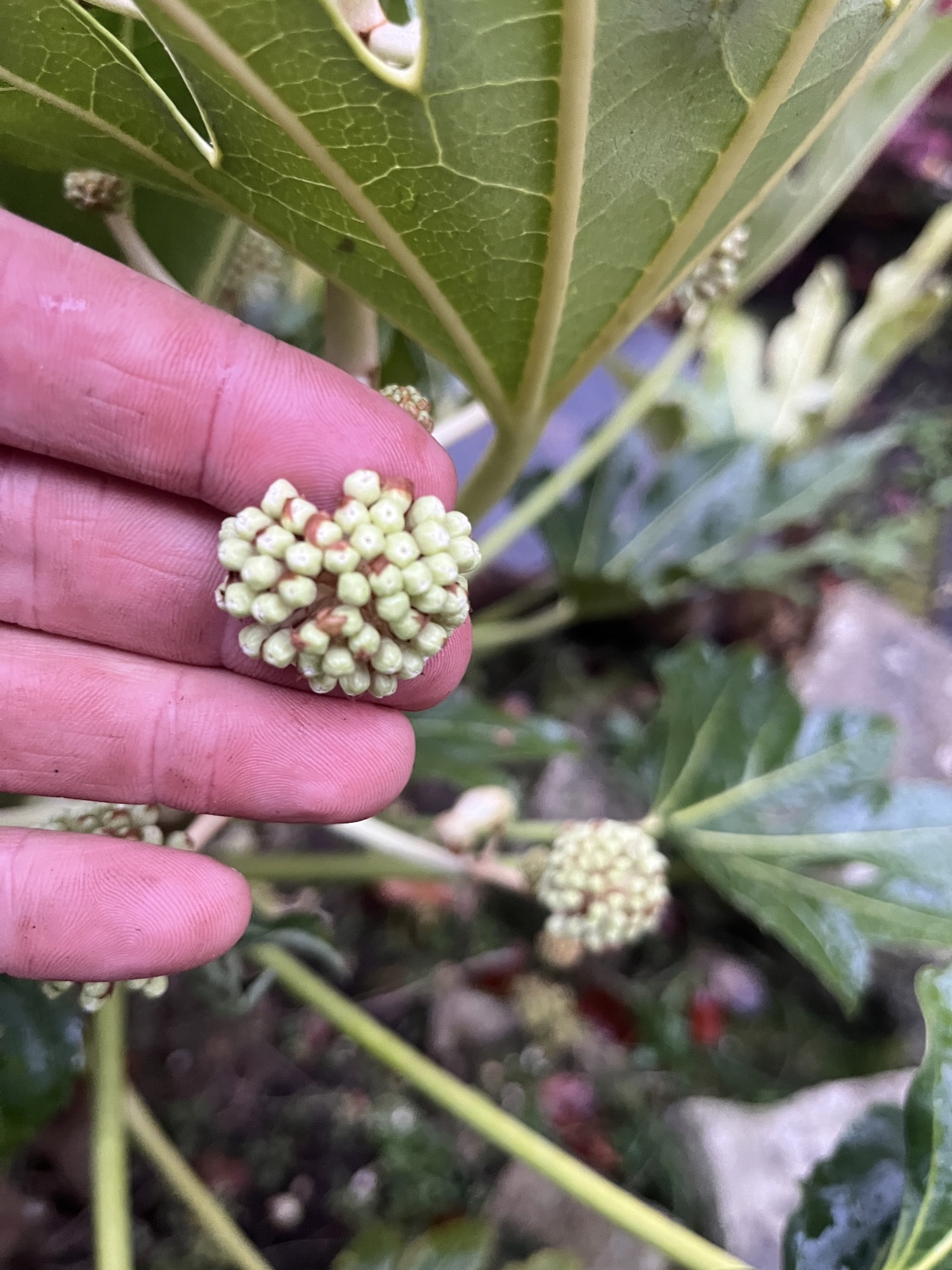 How to Prune Fatsia Japonica Timing and Techniques Maintain Your Garden