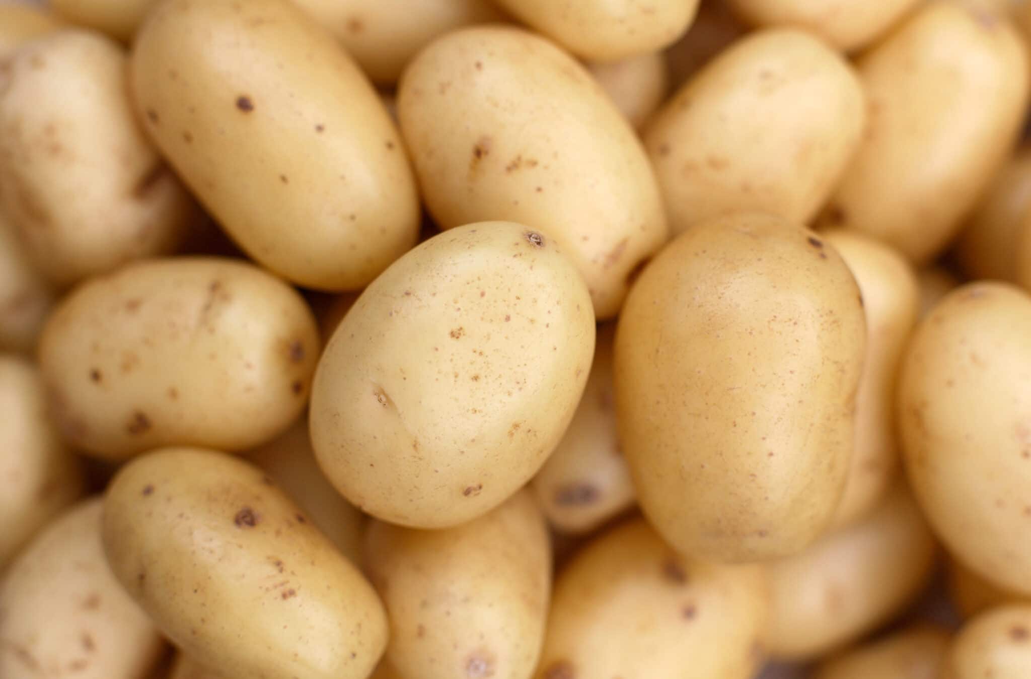 Pommes de terre Nouvelles Producteur Maraîcher RICARDEL