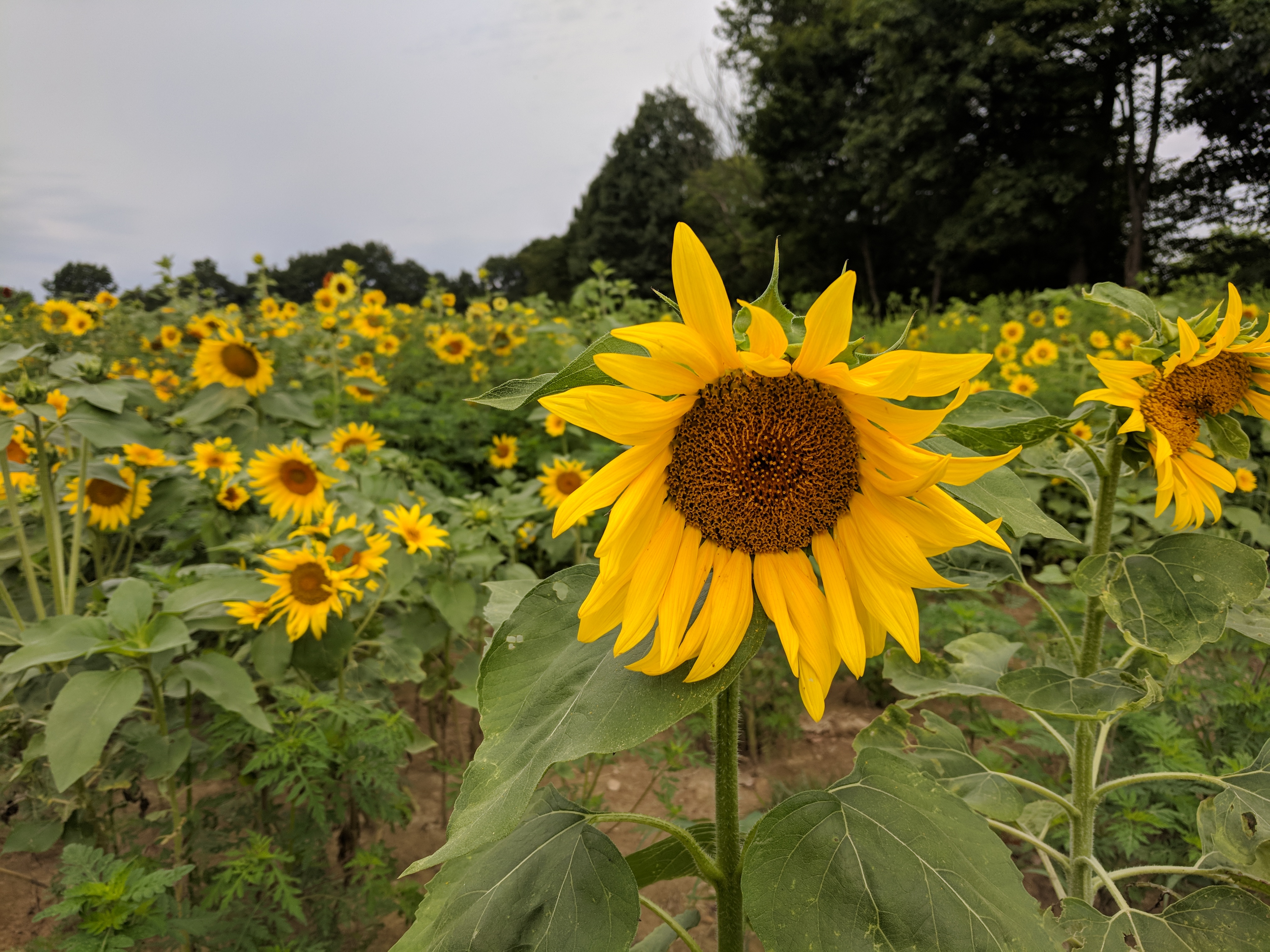 Sunflower Festival