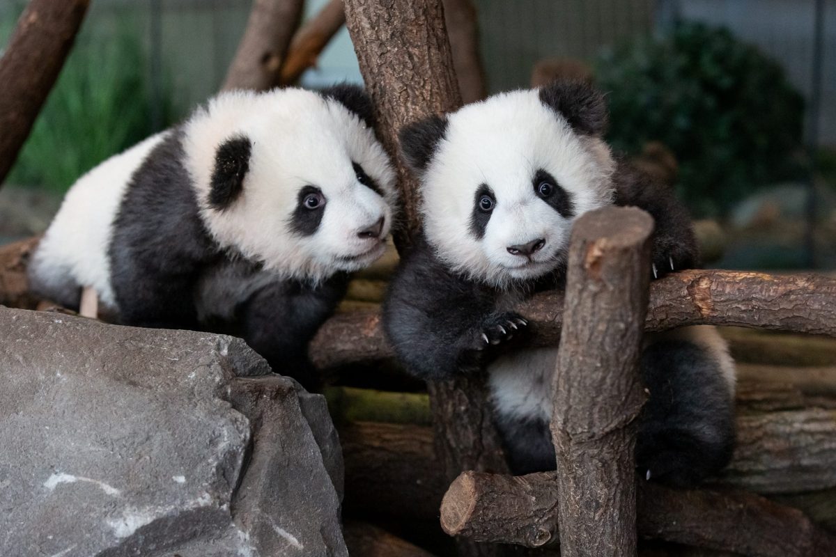 Berlin's zoo panda twins won everyone's heart with adorable public debut