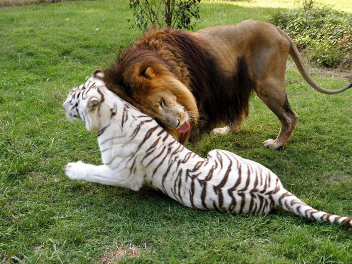 Lion and white tigress fall in love escape zoo together