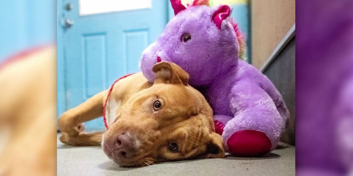 Stray dog kept stealing a stuffed unicorn from store, so animal control