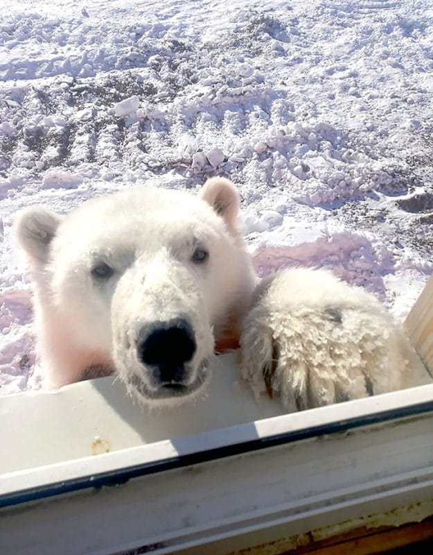 Orphaned polar bear loves to hug the arctic workers who saved her life
