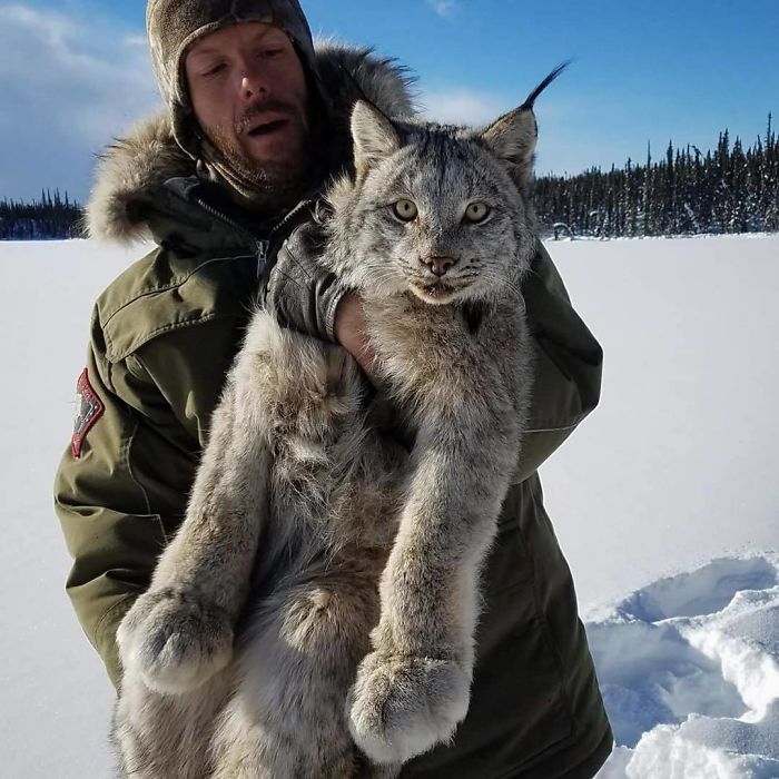 Meet the bigpawed Canadian Lynx one of the rarest felines in the world
