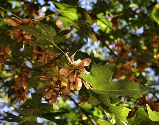 Dancing With Trees » Seeds, Pods and Cones