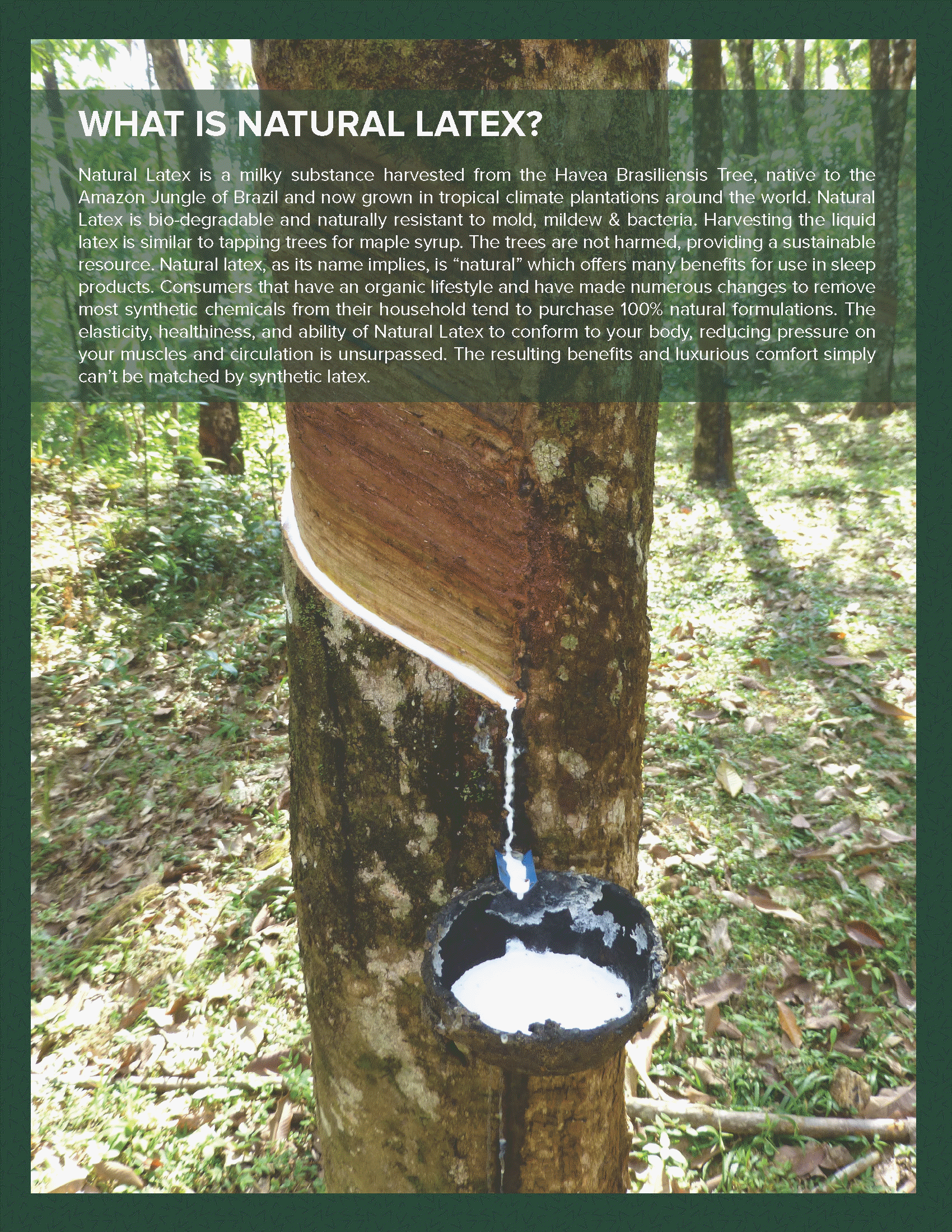 no toxins los angeles chemical free mattress no fire retardants