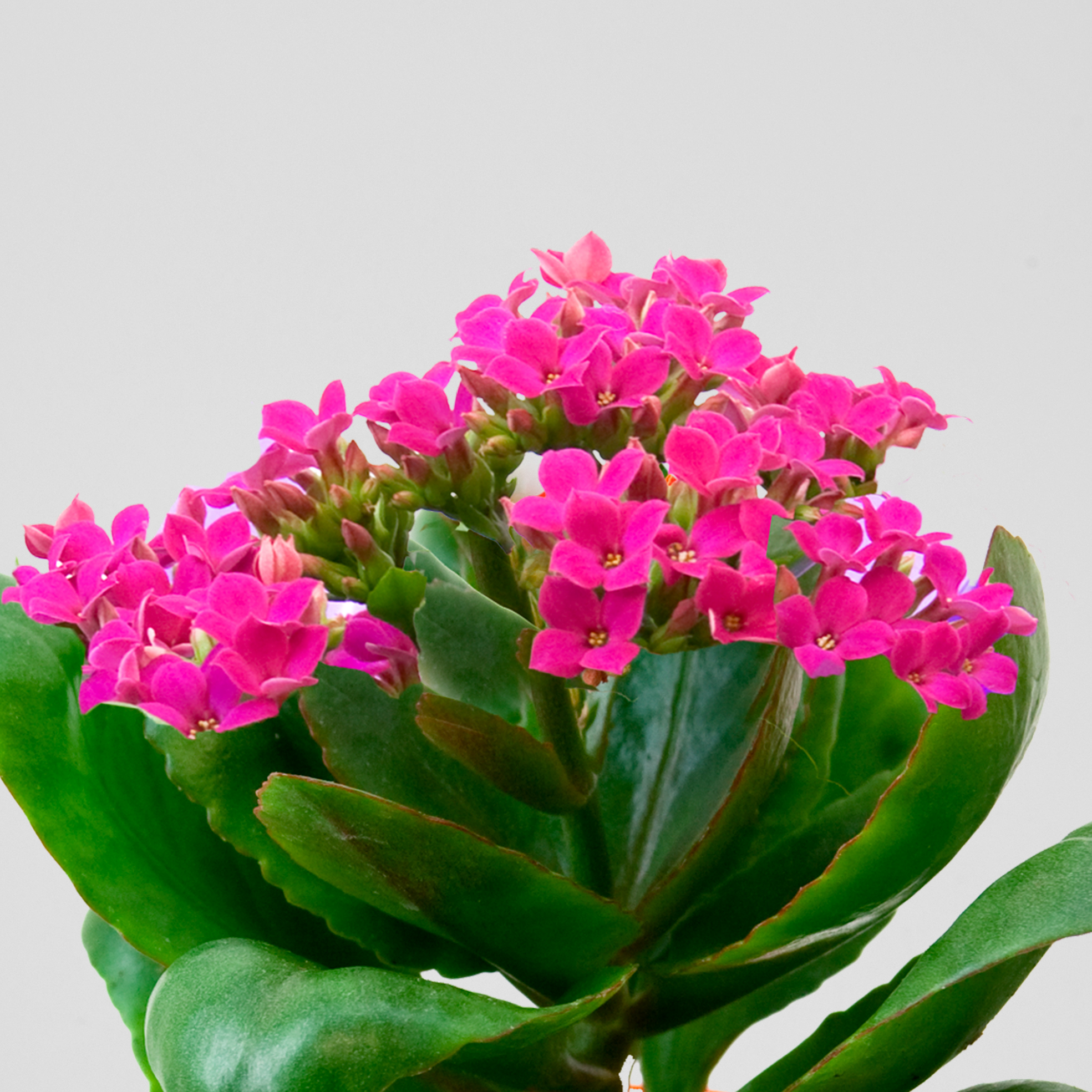 Kalanchoe Make Me Bloom