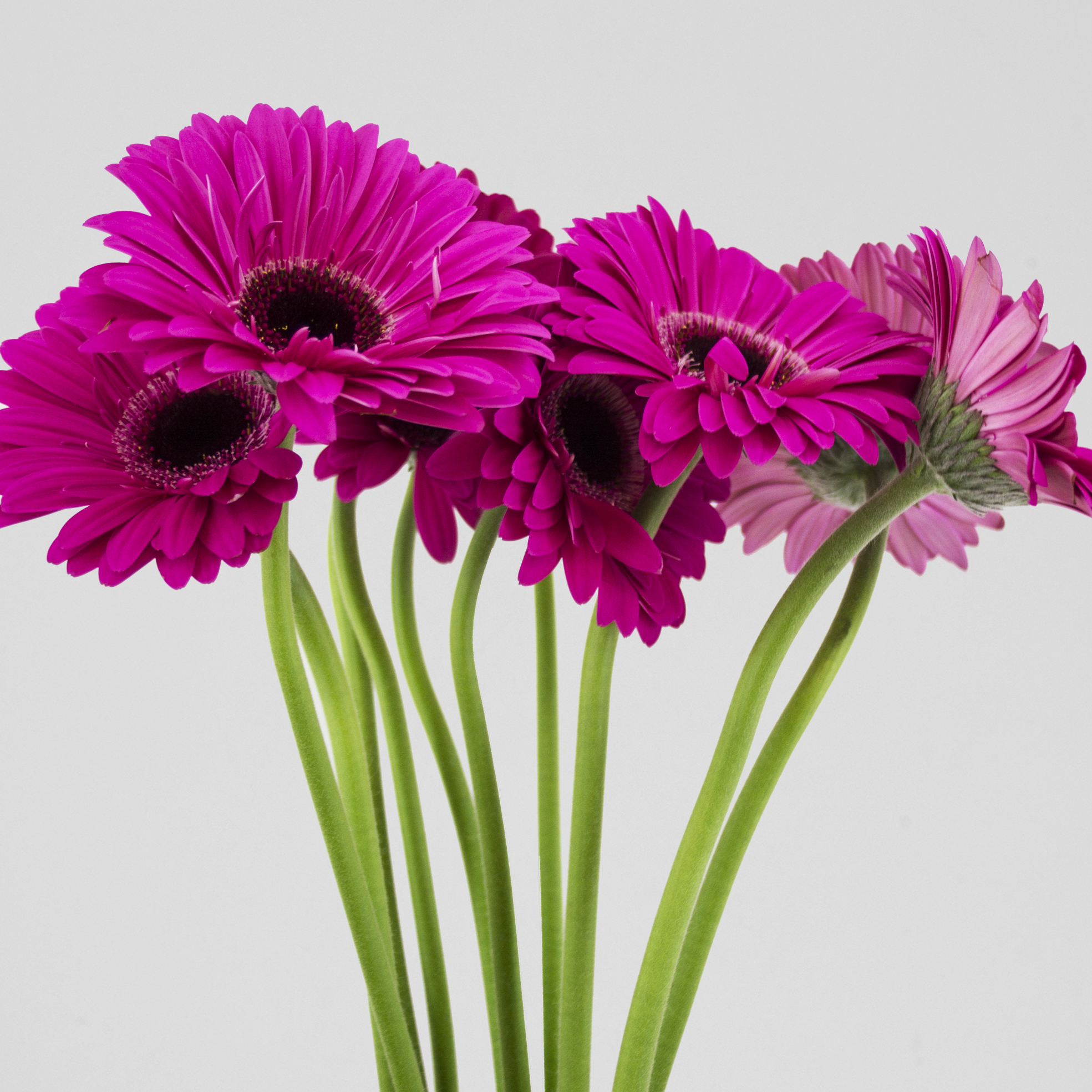 Cut Gerbera Make Me Bloom