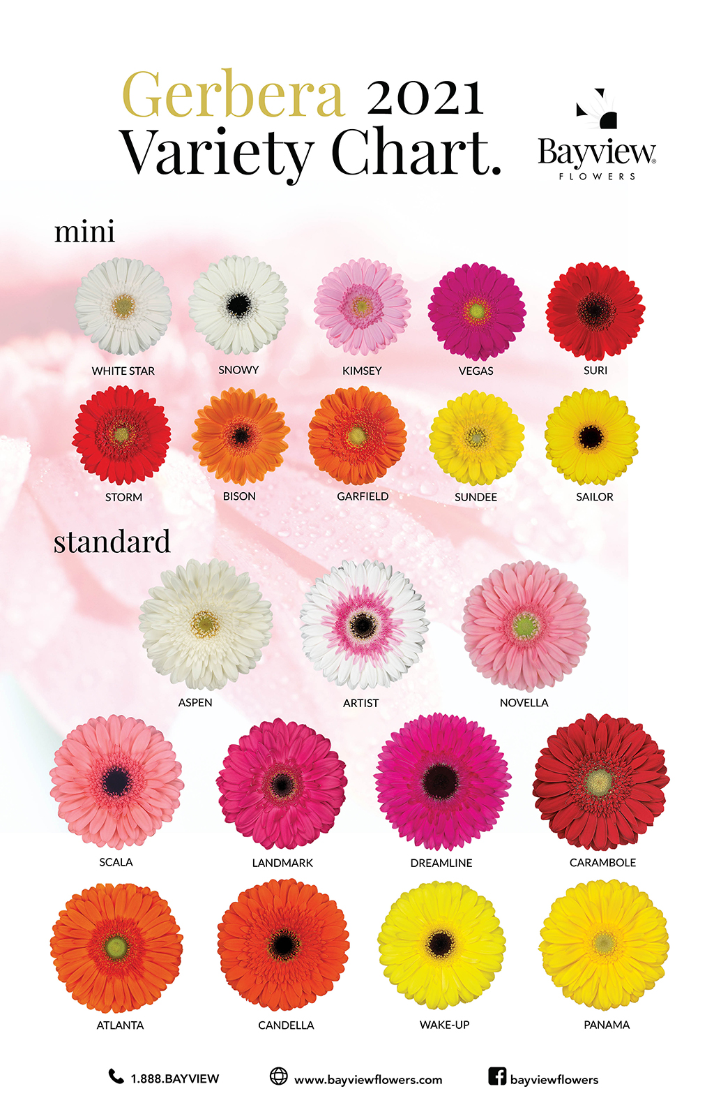 Cut Gerbera Make Me Bloom