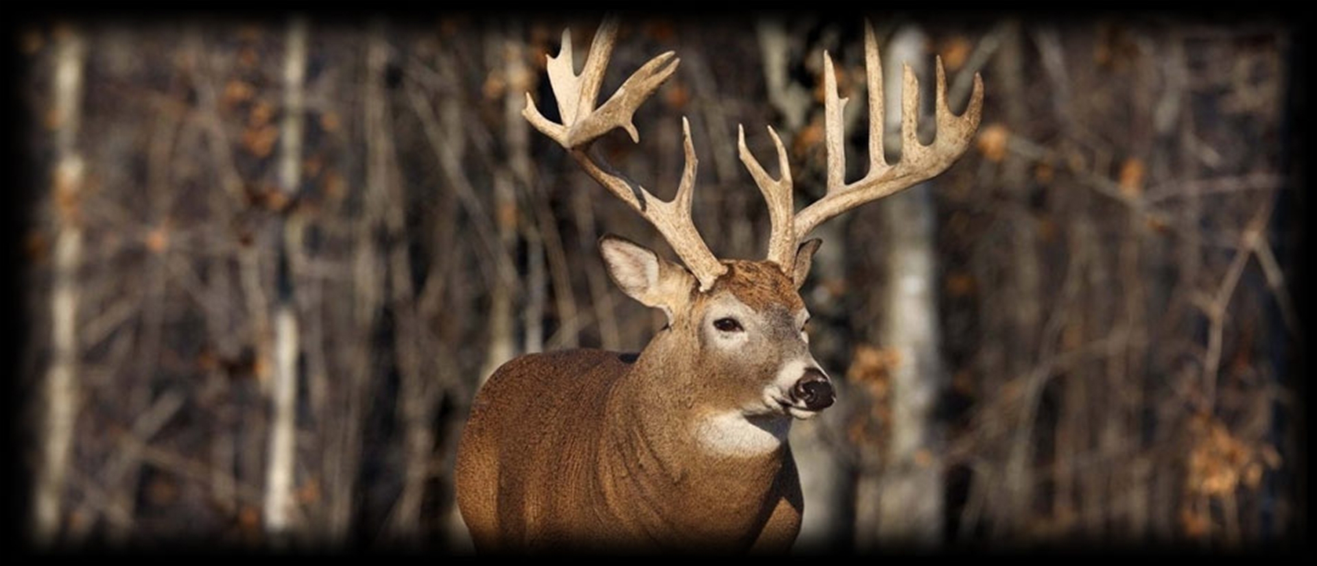 Deer Supplements & Deer Attractants Mass XL Monster Deer Massive