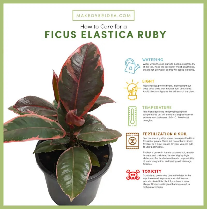 Ficus Elastica Ruby Care Guide to Your Indoor Plant