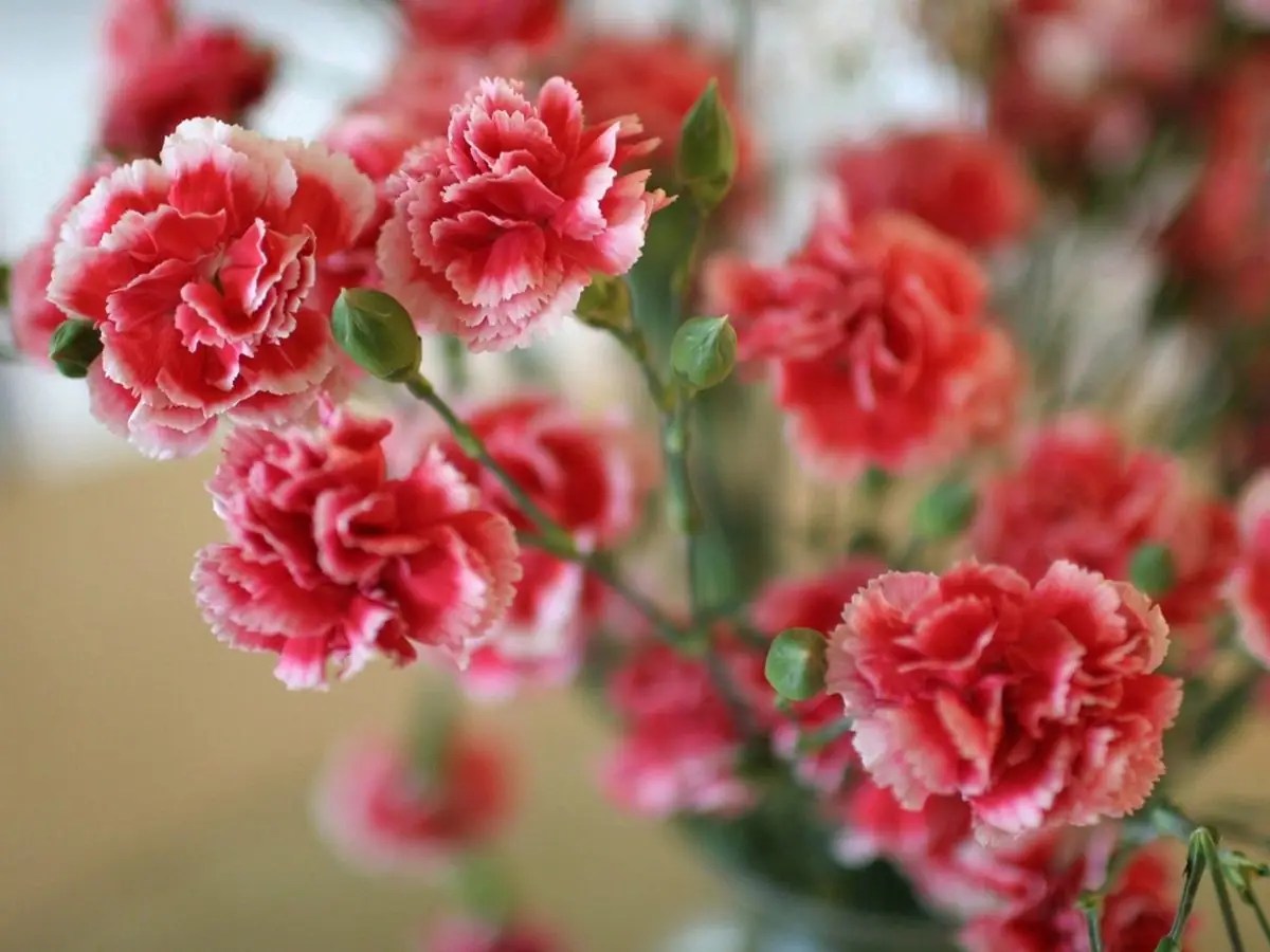 14 Flowers That Look Like Carnations and Dianthus