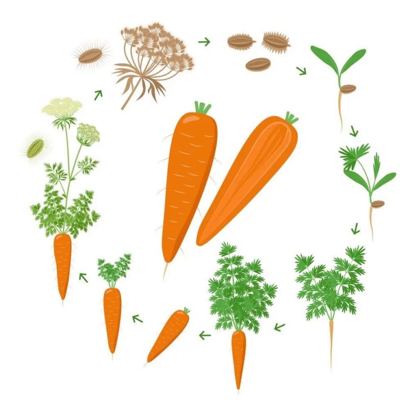 What Do Carrot Sprouts Look Like How to Identify Them