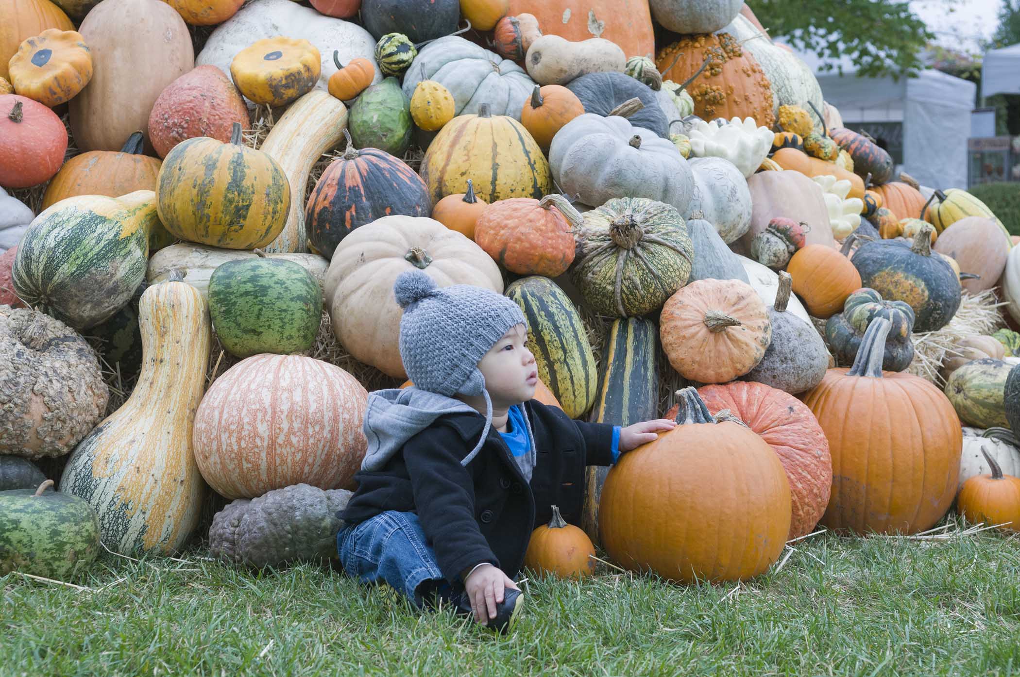 Fall Family Events at the Chicago Botanic Garden Making Time for Mommy